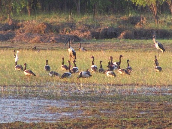 Black-necked Storks & Magpie Geese (2)