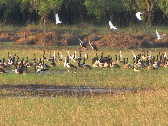 Black-necked Storks & Magpie Geese