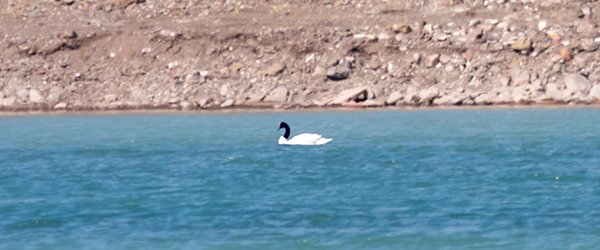 Black-necked Swan