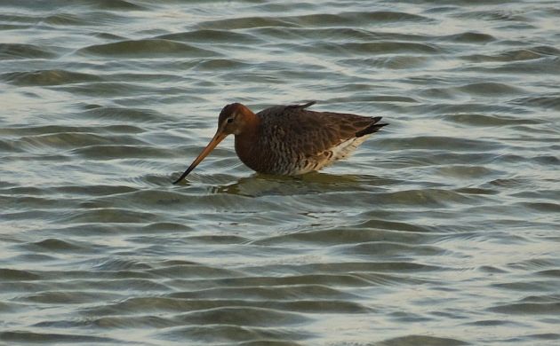 Black-tailed Godwit