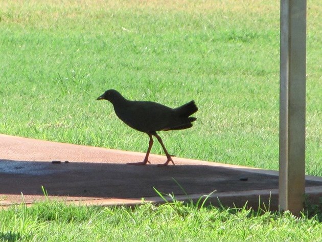 Black-tailed Native-hen (2)