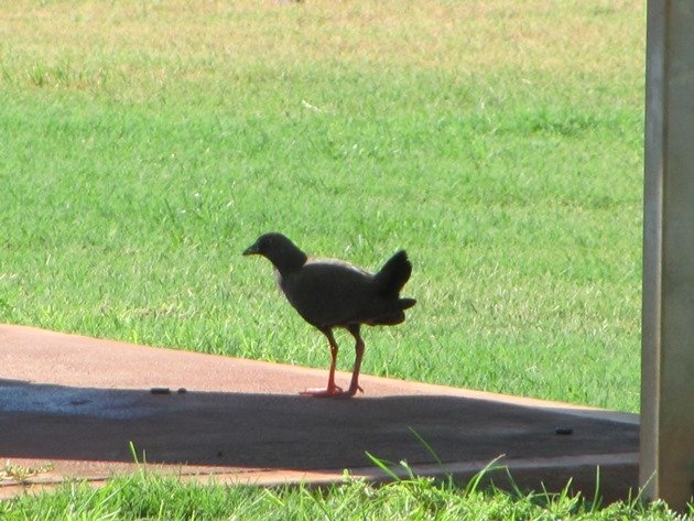 Black-tailed Native-hen (3)