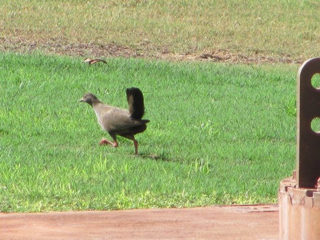 Black-tailed Native-hen (4)