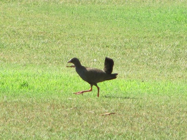 Black-tailed Native-hen (5)