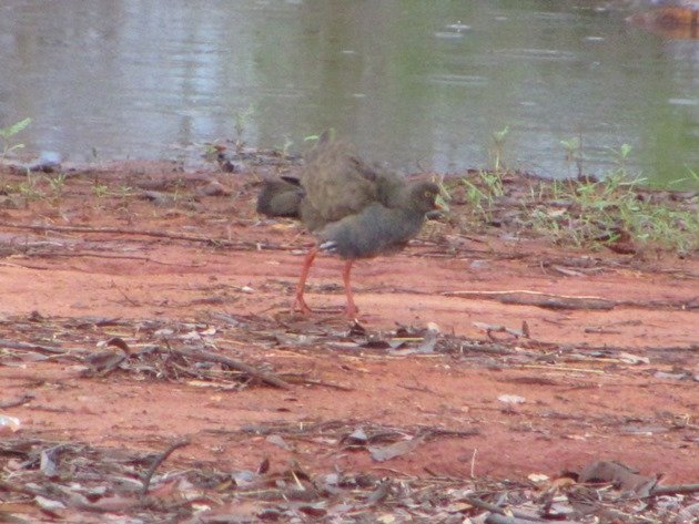 Black-tailed Native-hen (6)