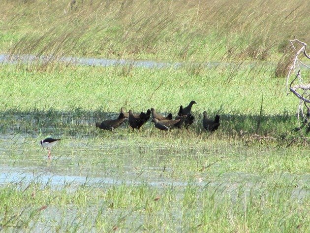 Black-tailed Native-hens (10)