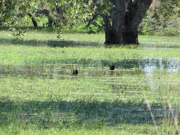 Black-tailed Native-hens (2)