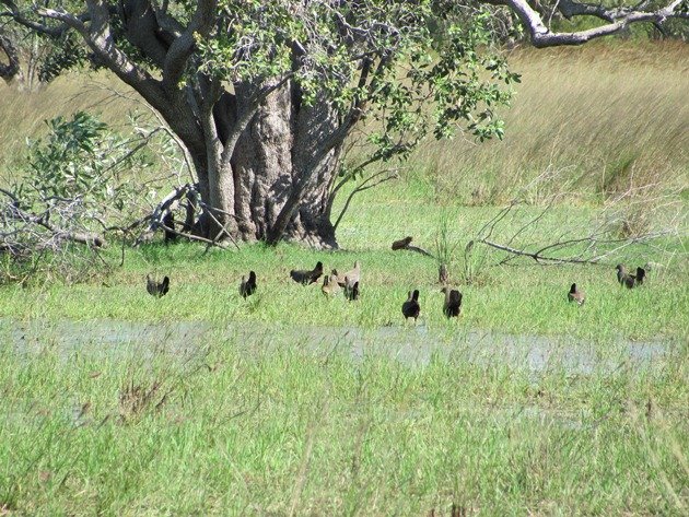 Black-tailed Native-hens (3)