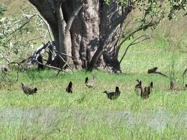 Black-tailed Native-hens (4)