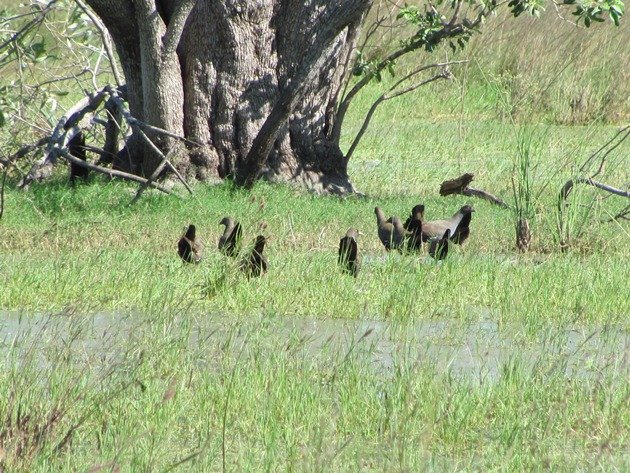 Black-tailed Native-hens (5)