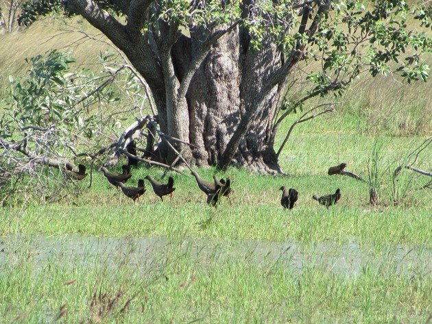 Black-tailed Native-hens (6)