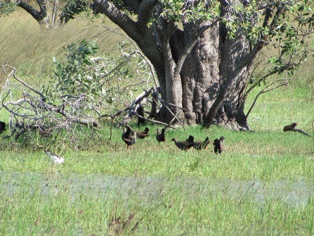 Black-tailed Native-hens (7)