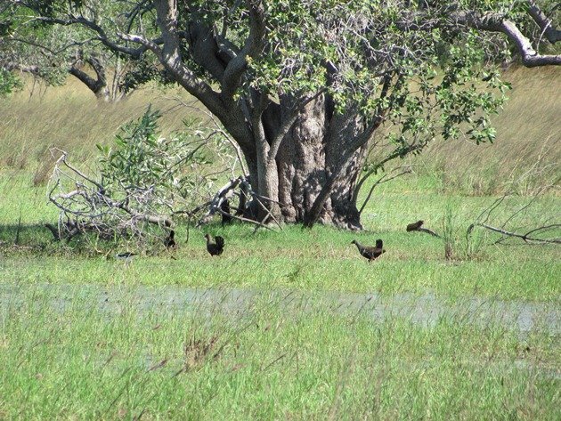 Black-tailed Native-hens (8)