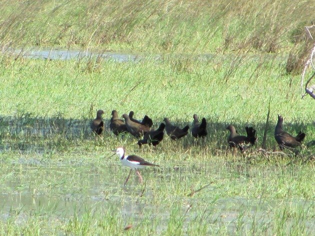 Black-tailed Native-hens (9)