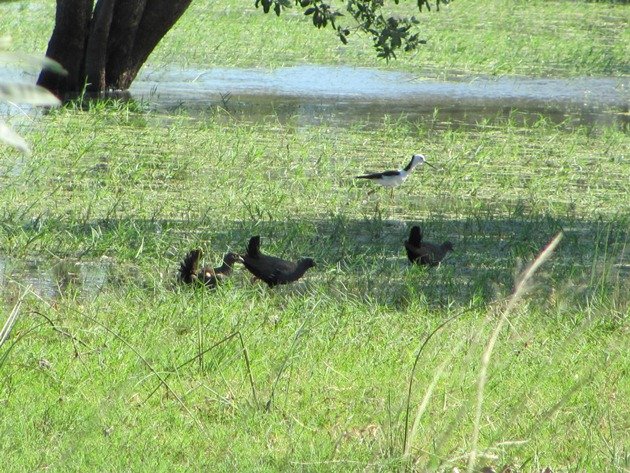 Black-tailed Native-hens