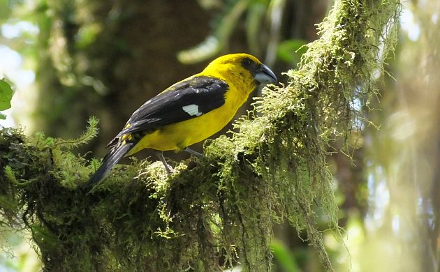 Black-thighed Grosbeak