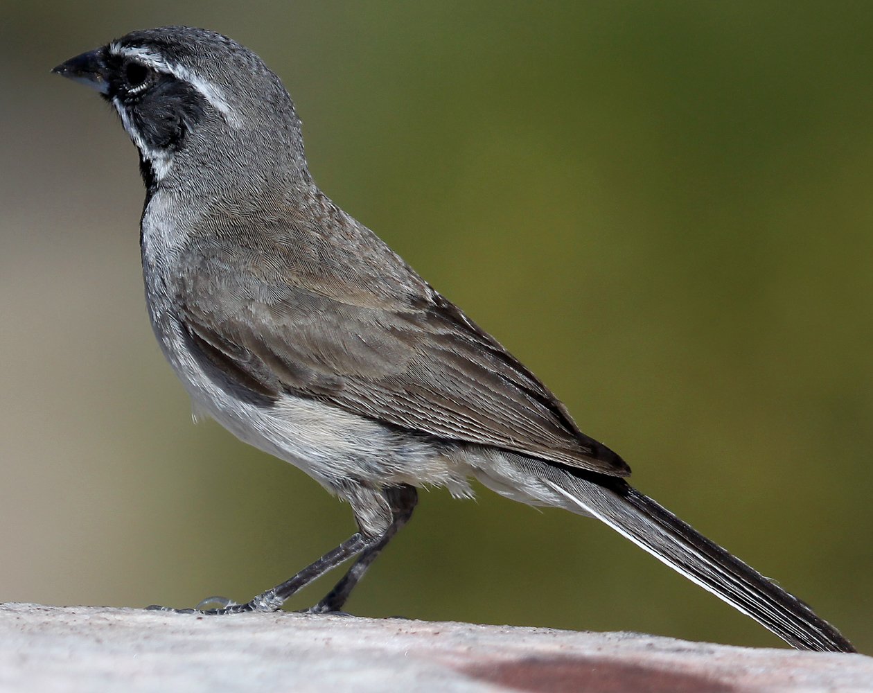 Black-throated Sparrow Amphispiza bilineata