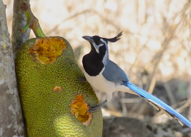 Black-throated_Magpie-jay