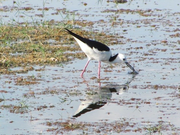 Black-winged Stilt (10)