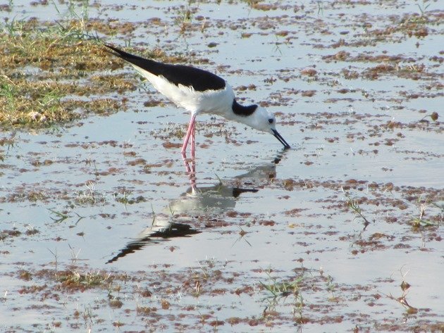 Black-winged Stilt (11)