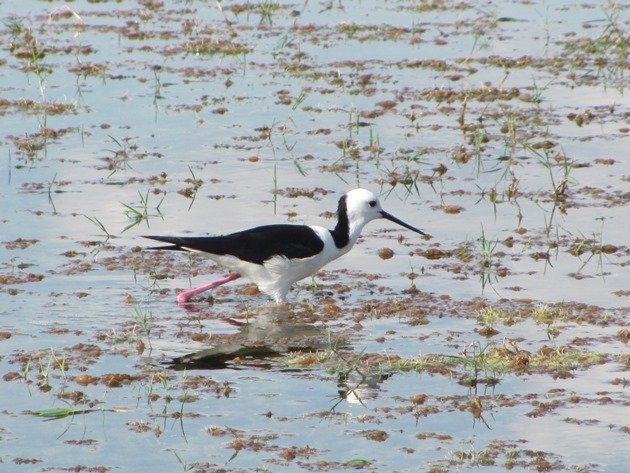 Black-winged Stilt (2)