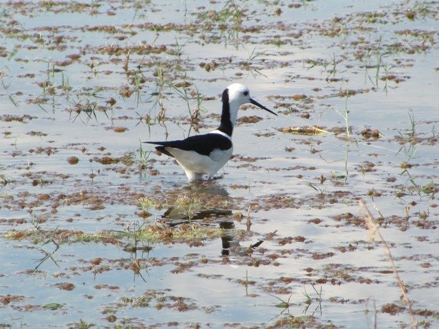 Black-winged Stilt (3)