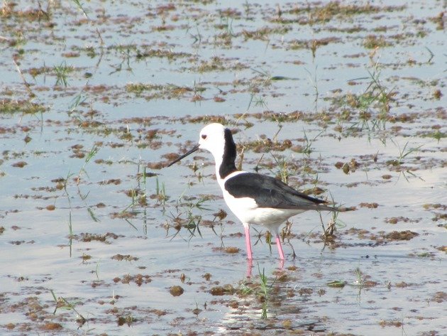 Black-winged Stilt (4)