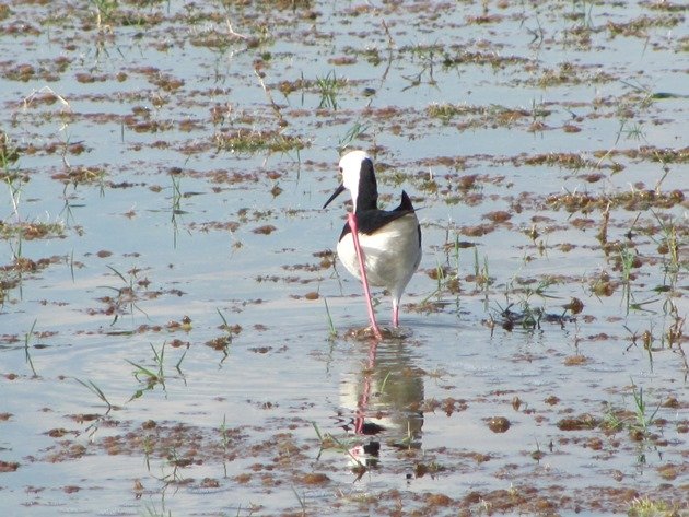 Black-winged Stilt (5)