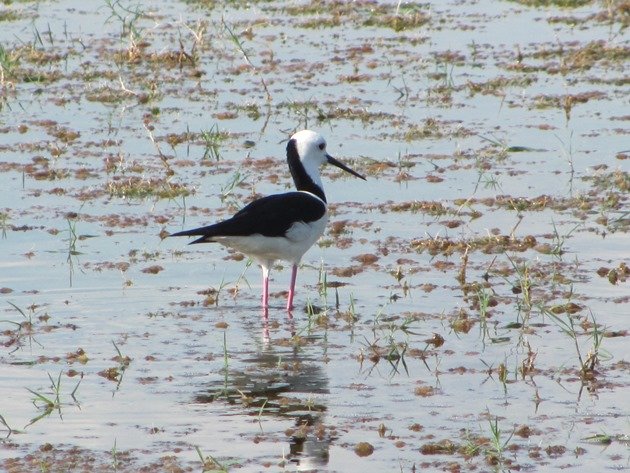 Black-winged Stilt (6)