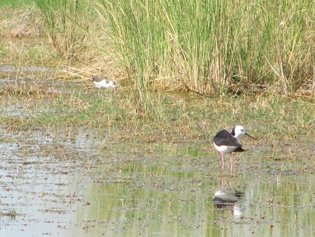 Black-winged Stilt (7)