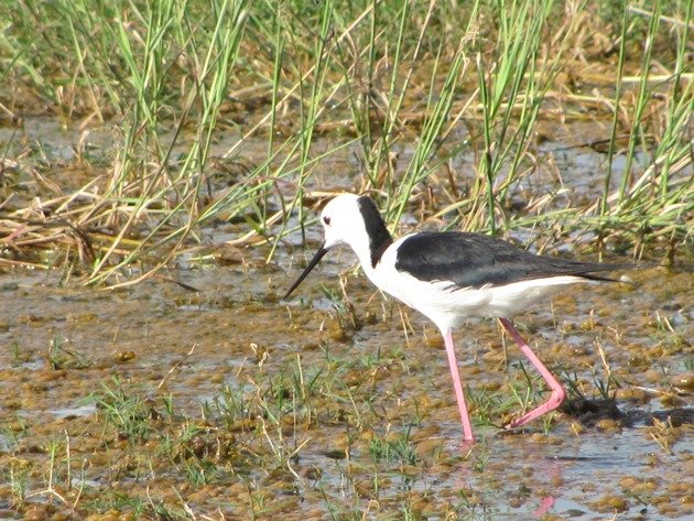 Black-winged Stilt (8)