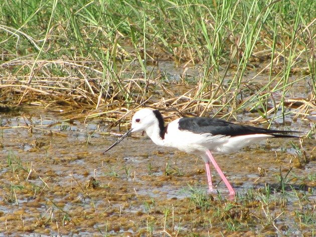 Black-winged Stilt (9)