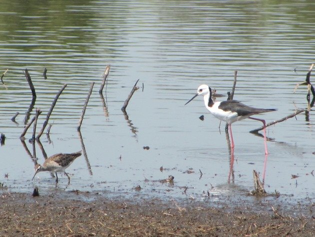 Black-winged Stilt & Wood Sandpiper