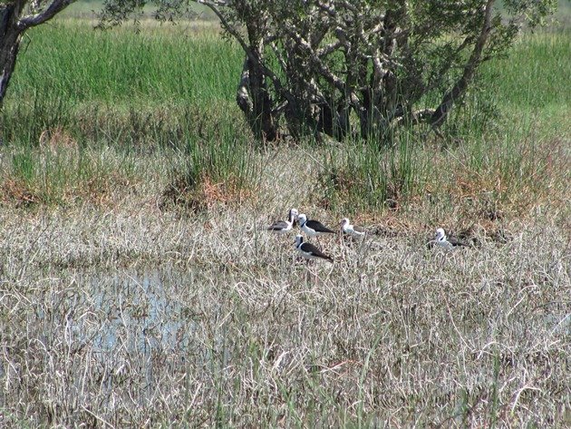 Black-winged Stilt