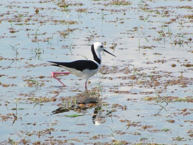 Black-winged Stilt