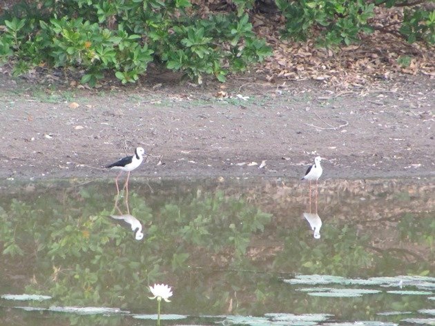 Black-winged Stilt