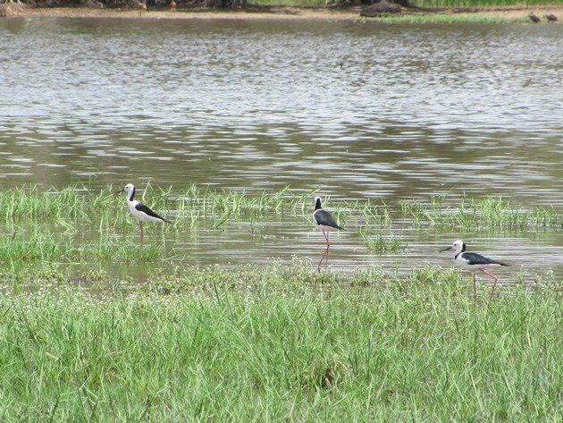 Black-winged Stilt