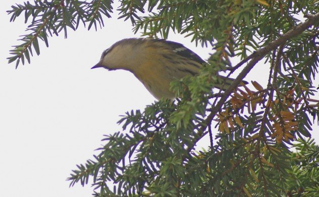 Blackburnian Warbler at North Lake 2