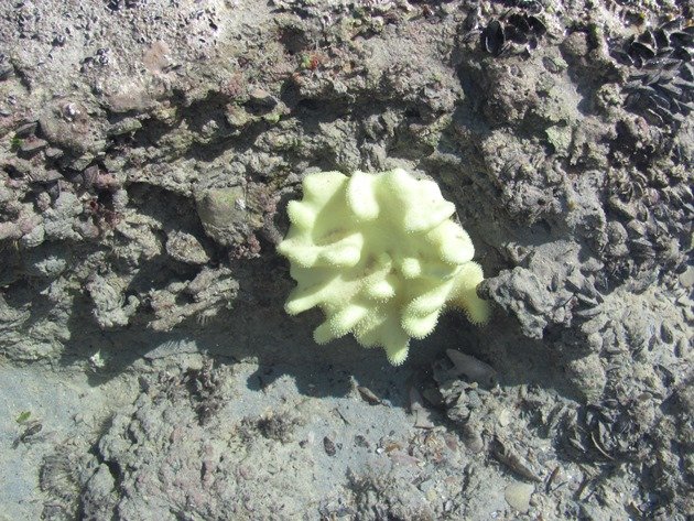 Bleached coral (2)