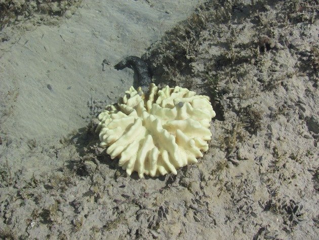 Bleached coral (8)