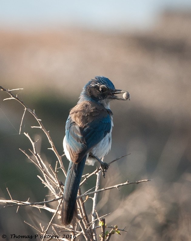 Blog Western Scrub Jay