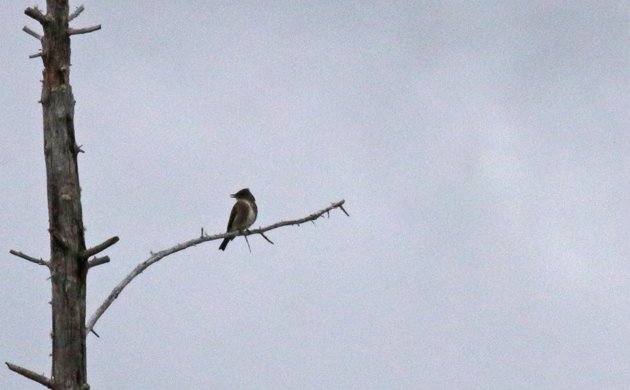 Bloomingdale Bog Olive-sided Flycatcher