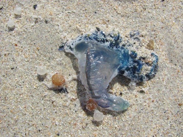 Blue Bottle Jellyfish