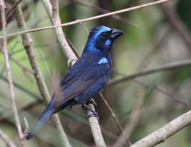 Blue Bunting