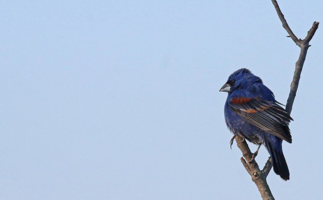 Blue Grosbeak