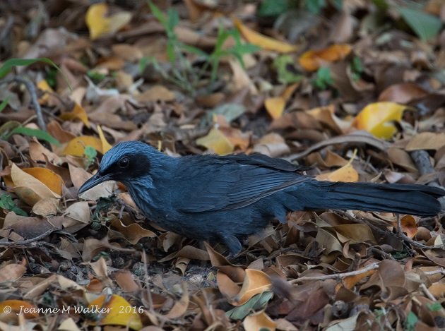Blue Mockingbird (2)