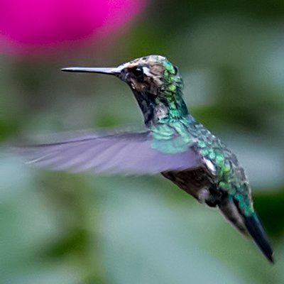 Blue-capped Puffleg Juvenile-Female