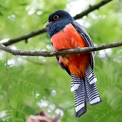 Blue-crowned Trogon