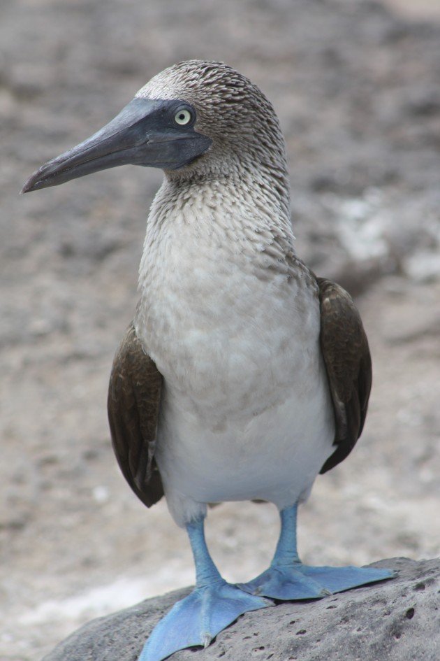 Blue footed Booby - Natalia Ocampo