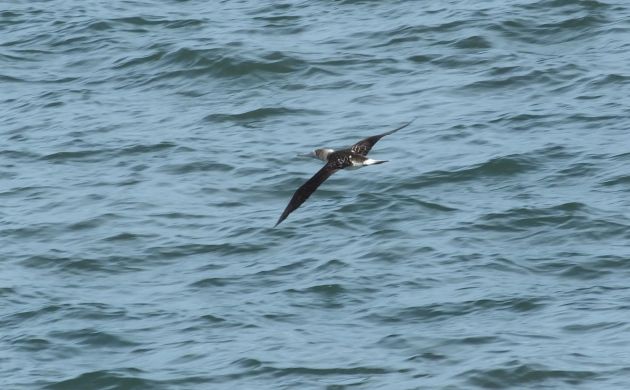 Blue-footed Booby